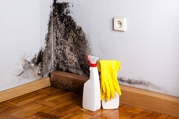 Professional Mold Removal in Timber Pines, FL